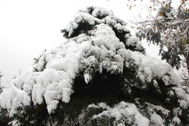 松树雪景