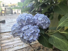 蓝色八仙花