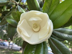 广玉兰