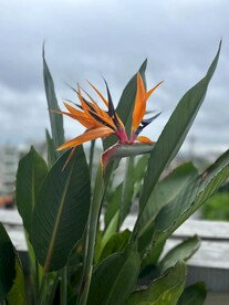 天堂鸟