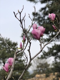 粉色玉兰