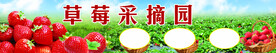  草莓采摘园