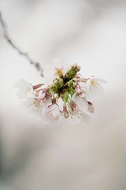 一只盛开的花
