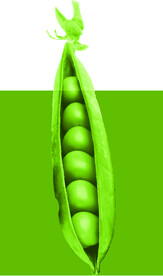 豆子