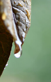 枯叶上的雨滴
