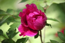 初露锋芒