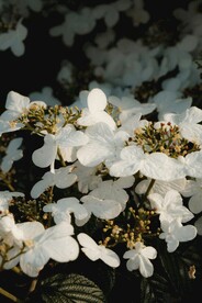 蝴蝶戏珠花