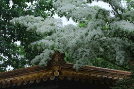 景山风景 