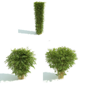 C4D模型 绿色植物