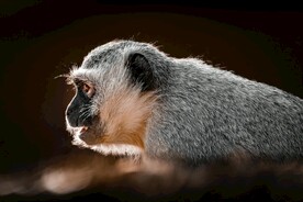 猴