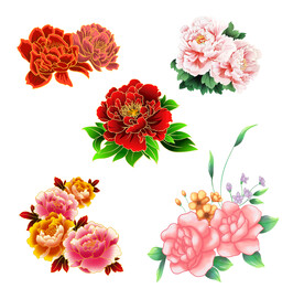 牡丹花