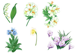 百合花水仙花多种花