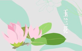 玉兰花