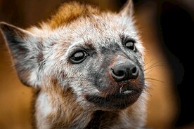 狐狸
