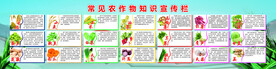 常见蔬菜  农作物