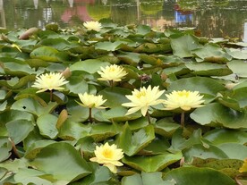 莲花