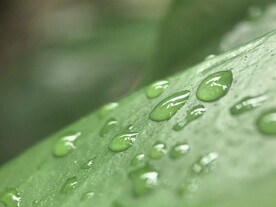 微距镜头下叶面的水滴
