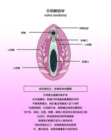 外阴 解剖 图