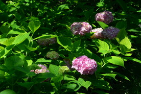 绣球花  