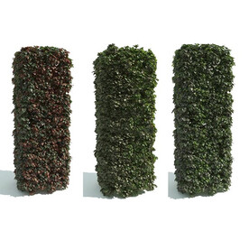 C4D模型 绿色植物