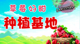 草莓种植基地