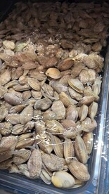 海鲜贝类