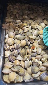 海鲜贝类