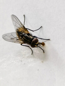 鲜花上的苍蝇梦幻苍蝇苍蝇