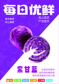 紫甘蓝