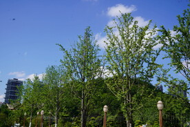 公园树