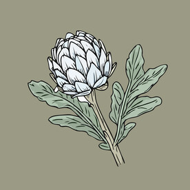 洋蓟蔬菜手绘矢量插画