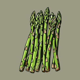 芦笋蔬菜手绘矢量插画