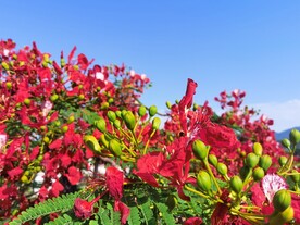 凤凰花