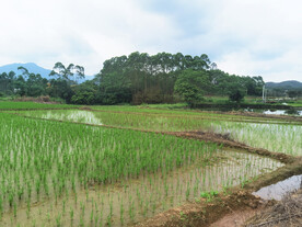 稻田