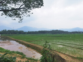 美丽稻田