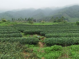 绿美茶园