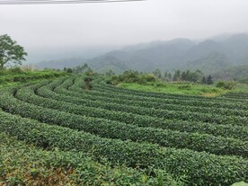 高山茶园