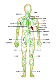 淋巴系统