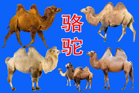 骆驼