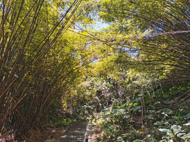 竹林 小径 小路