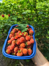 俊果 覆盆子 树莓 