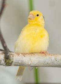 金丝雀