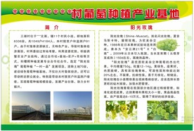 葡萄种植产业基地