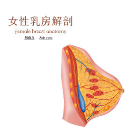 女性乳房详解