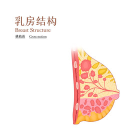 乳房结构