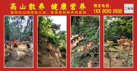 走地鸡 果园鸡 草鸡