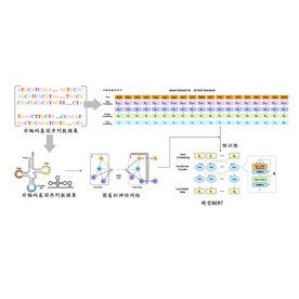 编码基因流程图