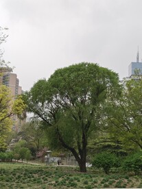 大树