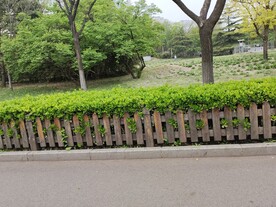 树 栅栏