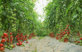 小番茄小